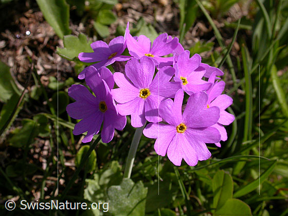 Foto: Mehl-Primel, Blüten 
Lat.: Primula farinosa 
Familie: Primulaceae
