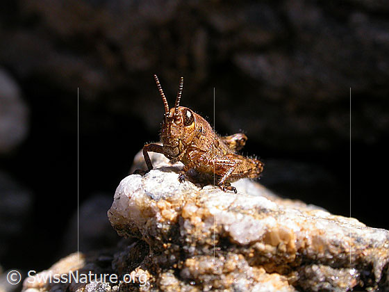 Foto: Kleine Heuschrecke auf Fels, Ansicht von vorne.
Feldheuschrecke
Lat.: Dociostaurus maroccanus
Familie: Acrididae (Feldheuschrecken)