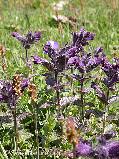 Foto: Alpenhelm 
Lat.: Bartsia alpina
Familie: Orobanchaceae (Sommerwurzgewächse)