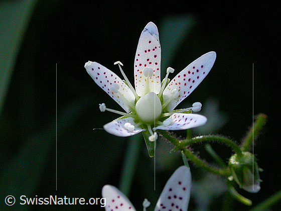 Rundblättriger Steinbrech (Saxifraga rotunddifolia)