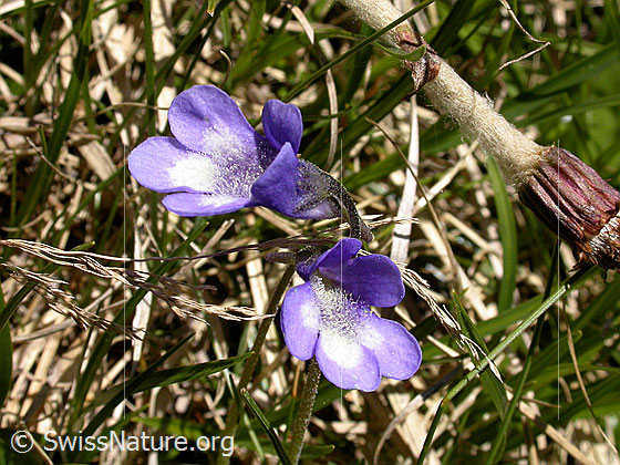 Foto: Gemeines Fettblatt, Blüten 
Lat.: Pinguicula vulgaris 
Fam: Lentibulariaceae