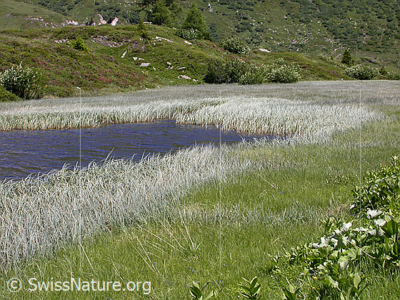 Foto: Halsesee mit Flachmoor.