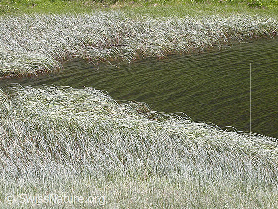 Foto: Uferbereich des Halsesee.