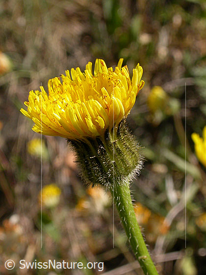 Foto: Geflecktes Habichtskraut 
Lat.: Hieracium pictum 
Familie: Asteraceae