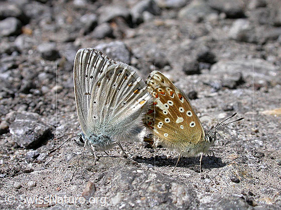 Foto: Himmelblaue Bläulinge, Flügel geschlossen