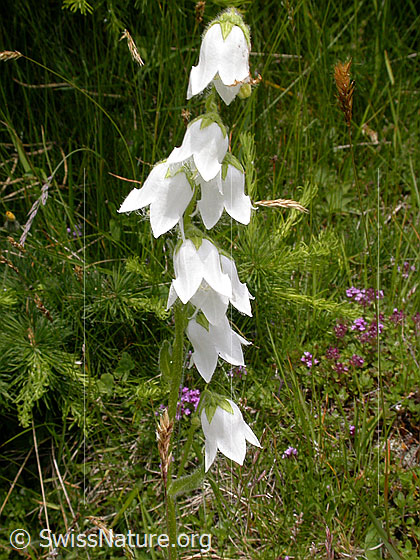Foto: Bärtige Glockenblume (Campanula barbata). Weisse Blüten.
Lat.: Campanula barbata
Familie: Campanulaceae (Glockenblumengewächse)