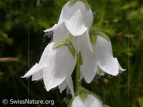Foto: Bärtige Glockenblume (Campanula barbata), Weisse Blüten.
Lat.: Campanula barbata
Familie: Campanulaceae (Glockenblumengewächse)