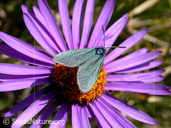 Sonnenröschen-Grünwidderchen (Adscita geryon) auf Alpen-Aster (Aster alpinus)