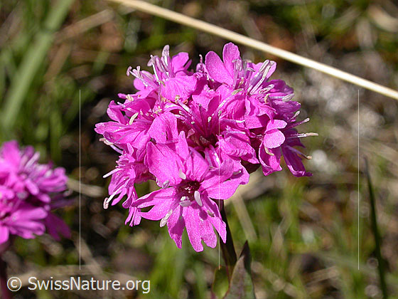 Foto: Alpen-Pechnelke, Blüten 
Lat.: Silene suecica 
Familie: Caryophyllaceae (Nelkengewächse)
Gattung: Silene (Leimkräuter)