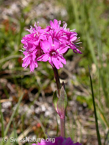 Foto: Alpen-Pechnelke 
Lat.: Silene suecica 
Familie: Caryophyllaceae (Nelkengewächse)
Gattung: Silene (Leimkräuter)