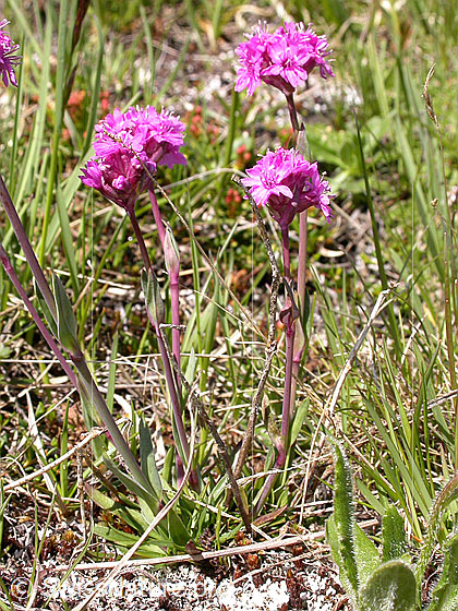 Foto: Alpen-Pechnelke 
Lat.: Silene suecica 
Familie: Caryophyllaceae (Nelkengewächse)
Gattung: Silene (Leimkräuter)