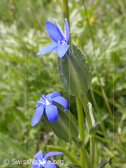 Foto: Aufgeblasener Enzian 
Lat.: Gentiana utriculosa 
Familie: Gentiananceae (Enziangewächse)