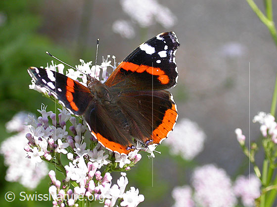 Admiral (Vanessa atalanta) auf Gebräuchlichem Baldrian (Valeriana officinalis)