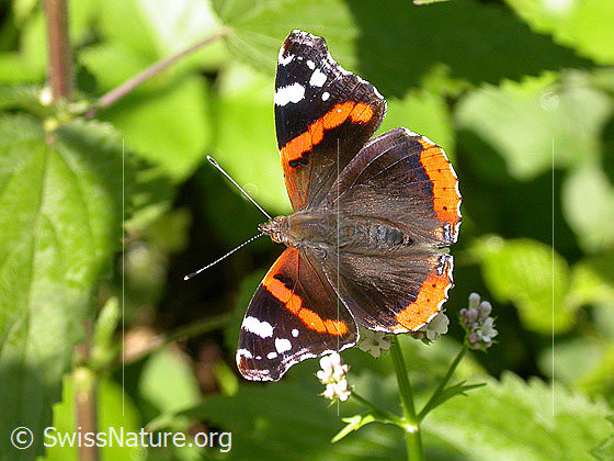 Photo: Vanessa atalanta. Sitting on blossom. Wings open.