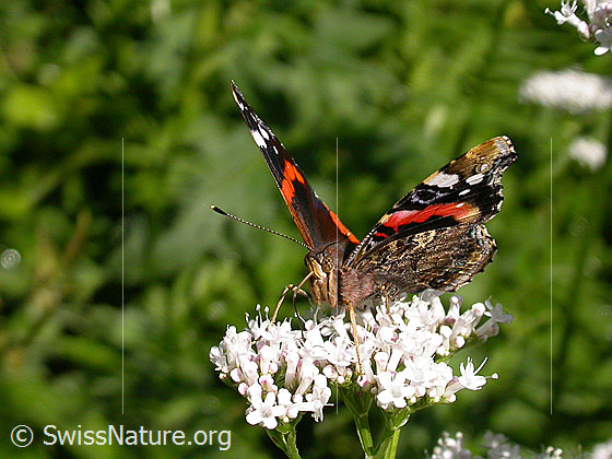 Photo: Vanessa atalanta. Sitting on blossom. Wings half open. View from the front.