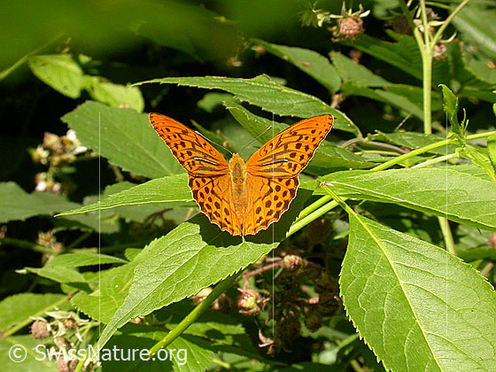 Kaisermantel (Argynnis paphia)
