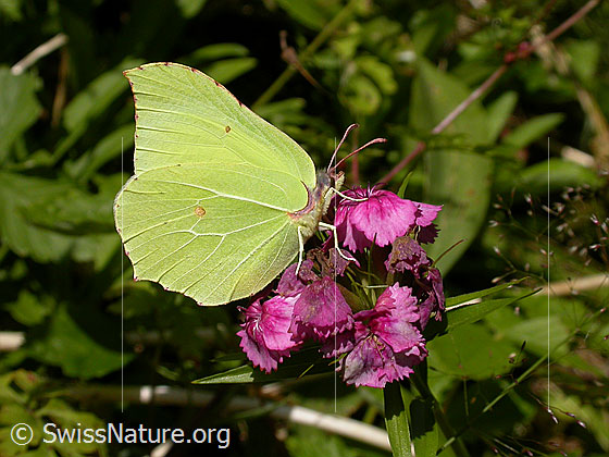 Foto: Zitronenfalter (Gonepteryx rhamni) auf Blüte einer Bart-Nelke. Schmetterling: Männchen, auf Blatt sitzend, Flügel geschlossen. Ansicht von der Seite.