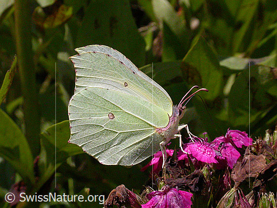 Foto: Zitronenfalter (Gonepteryx rhamni) auf Blüte einer Bart-Nelke. Schmetterling: Weibchen, auf Blatt sitzend, Flügel geschlossen. Ansicht von der Seite.