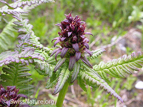 Foto: Gestutztes Läusekraut (Pedicularis recutita). Blütenstand.
Lat.: Pedicularis recutita
Familie: Orobanchaceae (Sommerwurzgewächse) 
Gattung: Pedicularis (Läusekräuter)