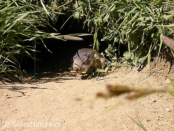 Foto: Junges Murmeltier beim Sonnenbaden 
Lat.: Marmota marmota