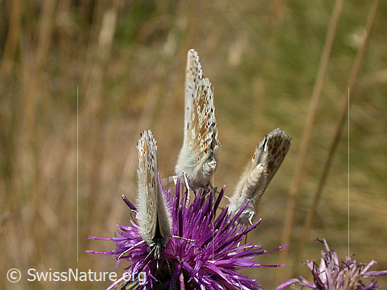 Foto: 3 Bläulinge auf Flockenblume, Flügel geschlossen, Ansicht von vorne/hinten.