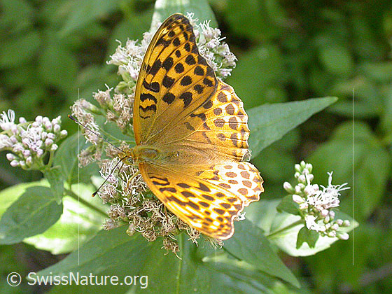 Photo: Argynnis paphia. Female. Wings open. View from the side above.