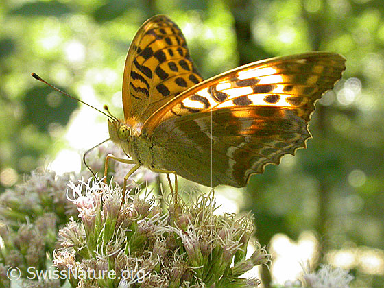 Photo: Argynnis paphia. Wings half open. View diagonally from the front.