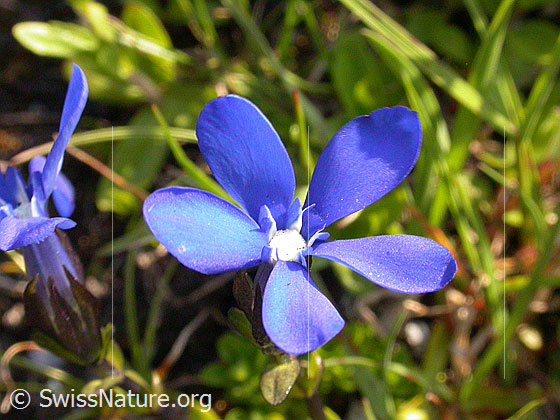 Foto: Bayrischer Enzian, Blüte
Lat.: Gentiana bavarica
Familie: Gentiananceae (Enziangewächse)