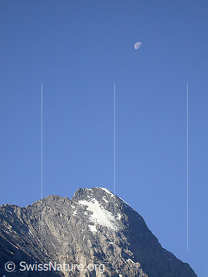 Foto: Gipfel des Eiger mit Mond von NNE (Grindelwald)
Gut zu sehen ist der Mittellegigrat und das "Lauper-Eisfeld"