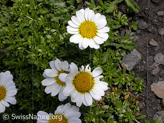 Foto: Hallers Margerite
Lat.: Leucanthemum halleri
Familie: Asteraceae (Korbblütler)