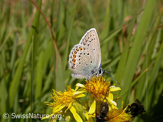 Foto: Hauhechelbläuling, Flügel geschlossen 
Lat.: Polyommatus icarus