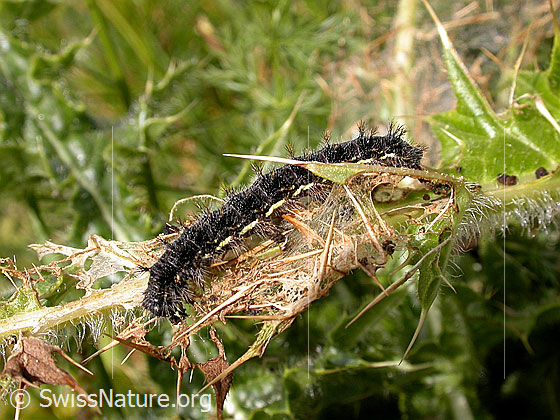 Raupe des Grossen Perlmutterfalters