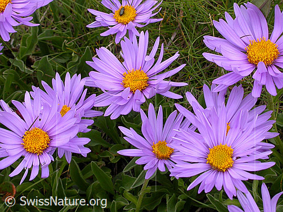 Foto: Alpen-Aster (Aster alpinus)
Lat.: Aster alpinus 
Familie: Asteraceae (Korbblütler)
Unterfamilie: Asteroideae
Gattung: Aster (Astern)