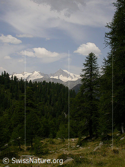 Foto: Ausgang Manibode, Blick Richtung Berner Alpen