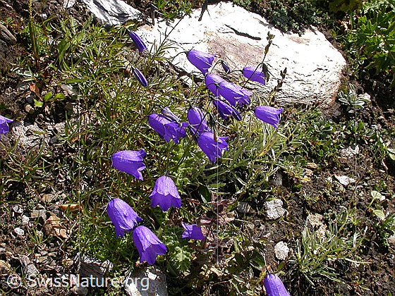 Foto: Scheuchzers Glockenblume. Ganze Pflanze.
Lat.: Campanola scheuchzeri
Familie: Campanulaceae (Glockenblumengewächse)