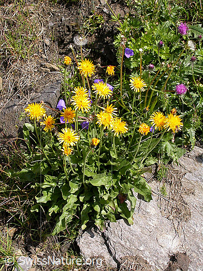 Foto: Alpen-Habichtskraut
Lat.: Hieracium alpinum
Familie: Asteraceae