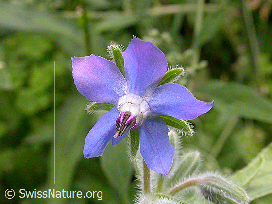 Foto: Borretsch 
Lat.: Borago officinalis 
Familie: Boraginaceae (Borretschgewächse)