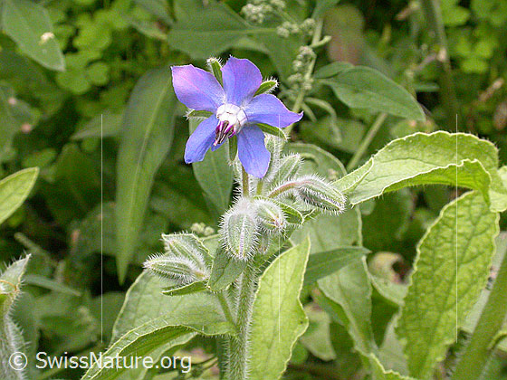 Foto: Borretsch 
Lat.: Borago officinalis 
Familie: Boraginaceae (Borretschgewächse)