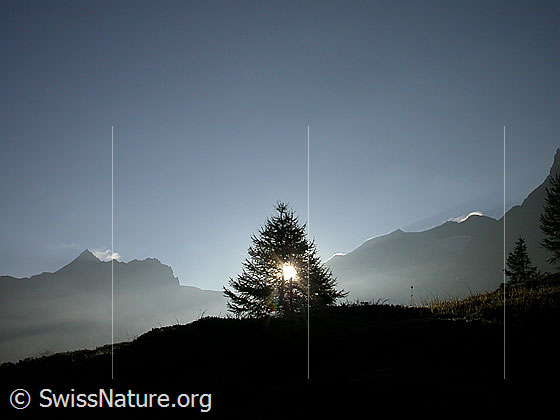 Foto: Morgenstimmung auf dem Simplonpass mit Tännchen, Wasenhorn, Mäderhorn, Breithorn.
Gegenlichtaufnahme.