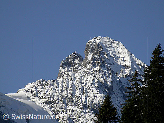 Foto: Überzuckerter Gipfel des Gspaltenhorn von NE (Mürren)
Links vom Gipfel sind die Roti Zend zu sehen.