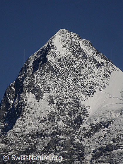 Foto: Gipfel des Eiger von W (Mürren)
Gut zu sehen ist Westflanke.