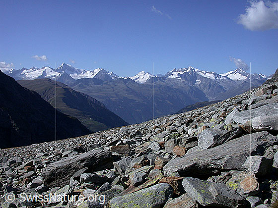 Foto: Im Abstieg vom Gischigletscher: Blick zum Breithorn und den Berner Alpen.