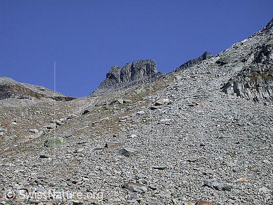 Foto: Im Abstieg vom Gischigletscher: Blick zurück zum Gischihorn.