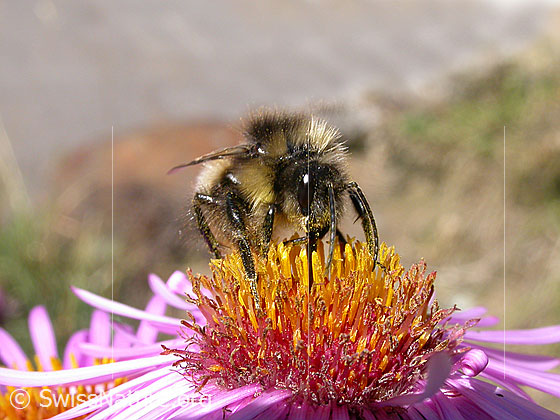 Photo: Probably Bombus lucorum on Symphyotrichum novae-angliae. View diagonally from the front.