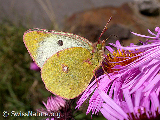 Foto: Goldene Acht (Colias hyale) auf neuenglischer Aster (Aster novae-angliae). Flügel gefaltet. Ansicht von der Seite. 
Umgebung: Bergtal. Höhe ca. 1550m ü.M.

Goldene Acht
Lat.: Colias hyale
Familie: Pieridae (Weisslinge)
Unterfamilie: Coliadinae (Gelblinge)
Gattung: Colias

Neuenglische Aster
Lat.: Symphyotrichum novae-angliae
Familie: Asteraceae (Korbblütler)
Gattung: Symphyotrichum