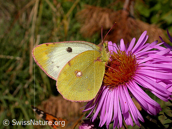 Foto: Goldene Acht auf neuenglischem Aster. Ansicht von der Seite. 
Umgebung: Bergtal. Höhe: ca. 1500m ü.M.

Goldene Acht
Lat.: Colias hyale
Familie: Pieridae (Weisslinge)
Unterfamilie: Coliadinae (Gelblinge)

Neuenglische Aster
Lat.: Aster novae-angliae
Familie: Asteraceae (Korbblütler)