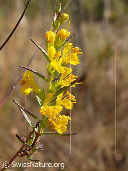 Gelber Zahntrost (Odontites luteus)