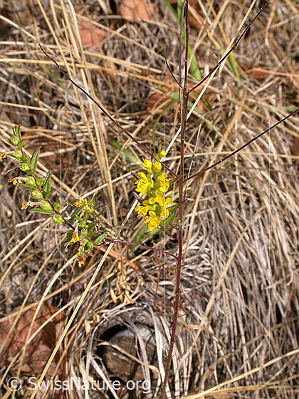 Photo: Odontites luteus. Whole plant (habiti).