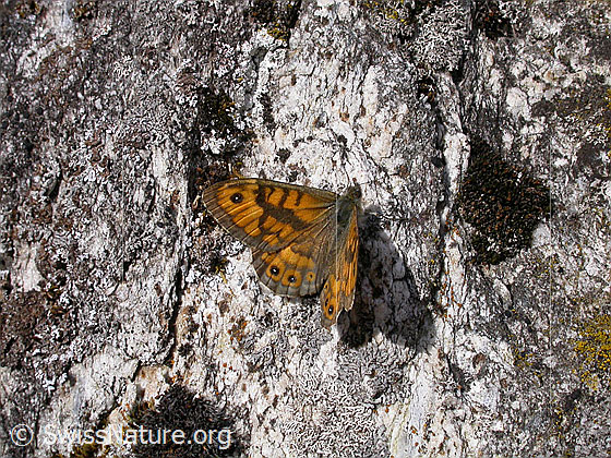 Mauerfuchs (Lasiommata megera)