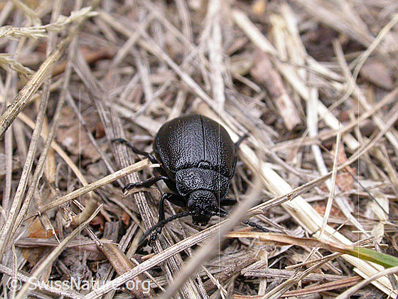 Rainfarn-Blattkäfer (Galeruca tanaceti)